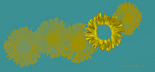 Kimono ~ Mesmerizing Sunflowers... Kimono in 100% Silk
