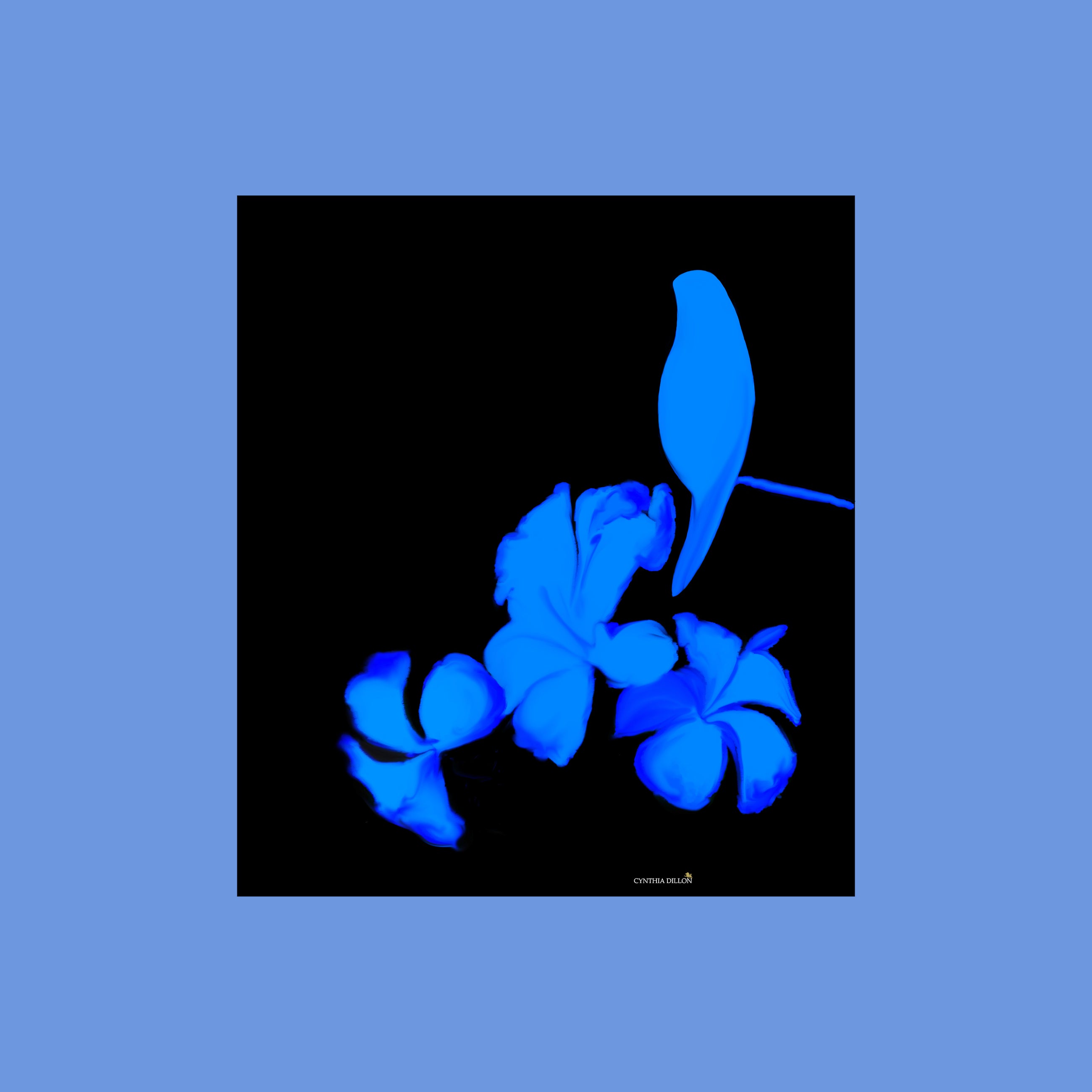 Shawl - Silk - Blue BIRD - DiolunDesigns